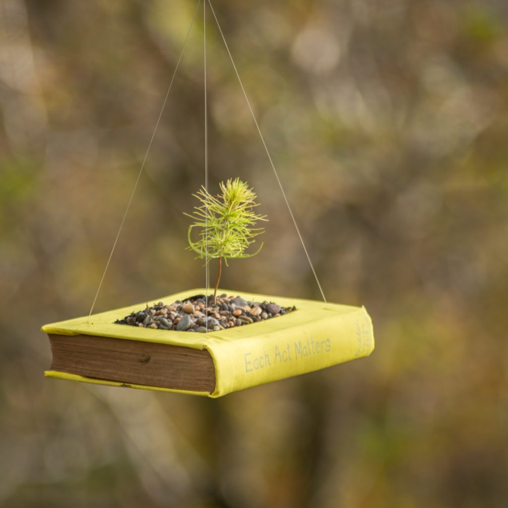 Each Act Matters holding a Monterrey pine seedling