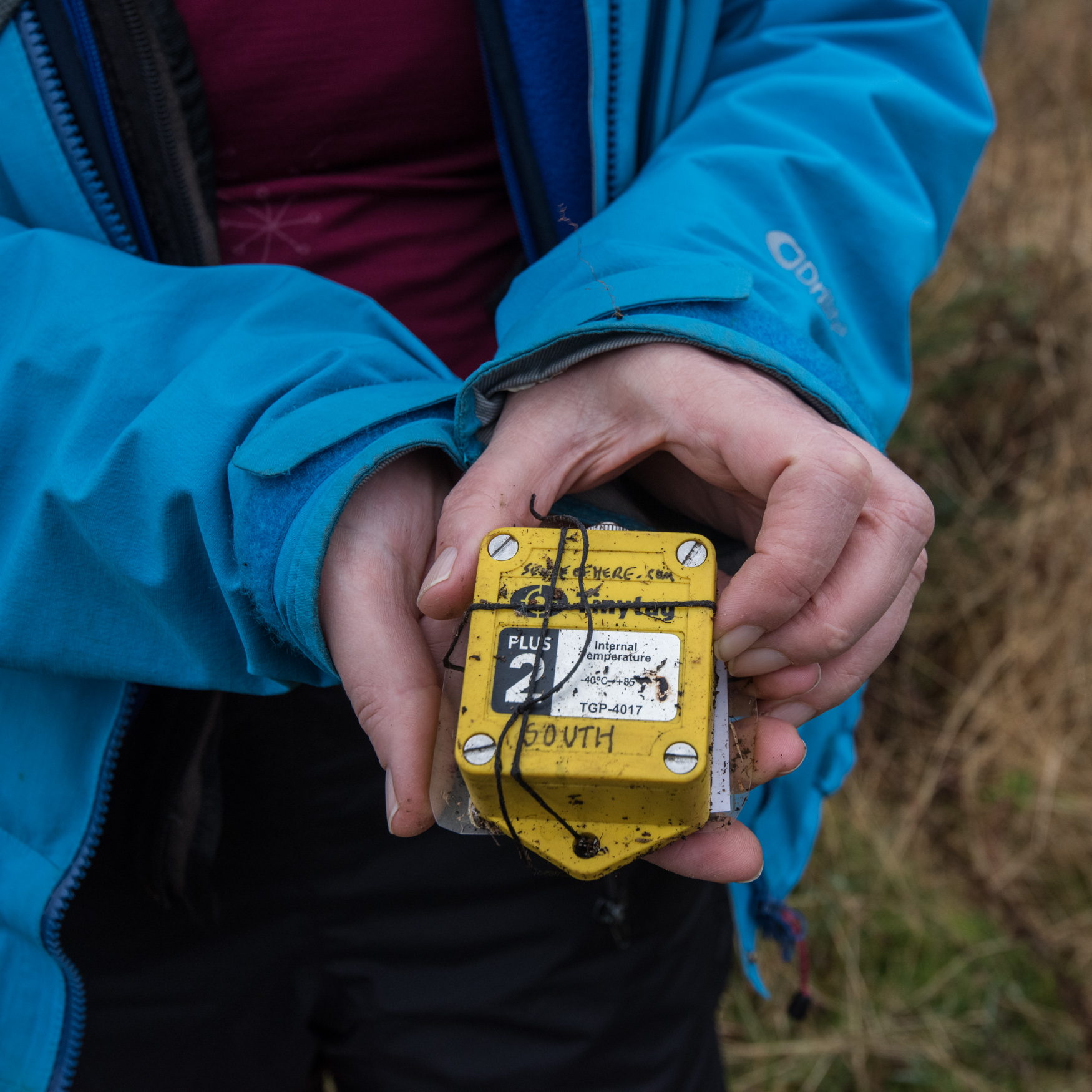 Holding Tiny Tag South after its removal from beneath a tree stump.