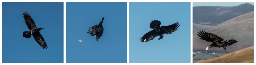 Raven in flight, playing catch the bread