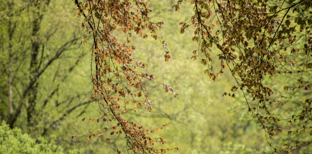 Copper beech on the Coffin Route near Grasmere