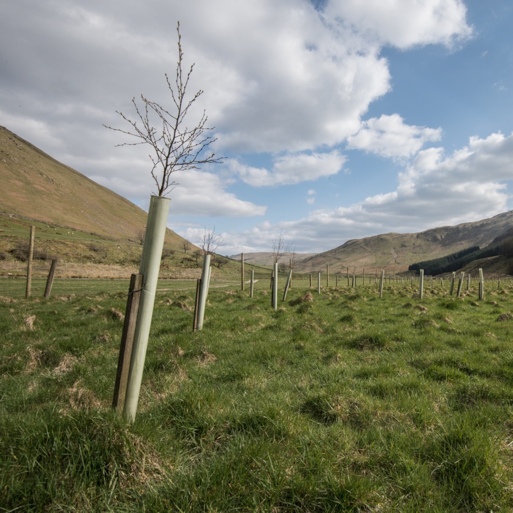 New tree planting in Borrowdale, near Shap.