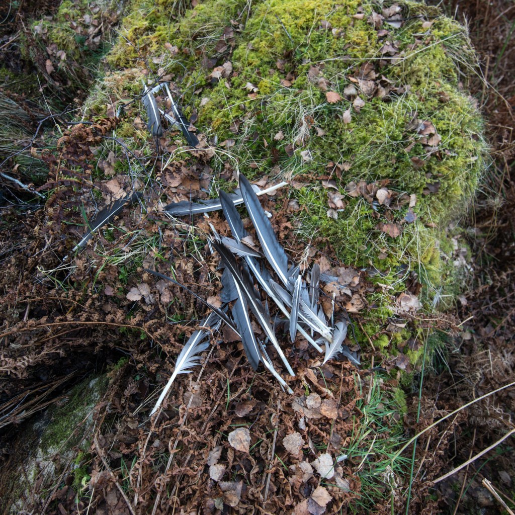 remains of a peregrine kill