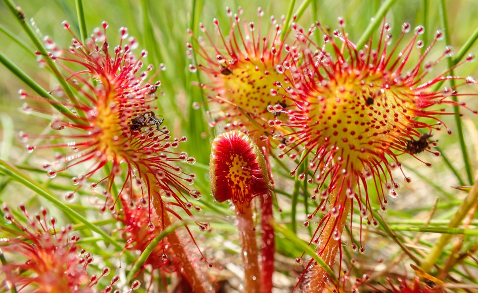 sundew flowers in Wasdale