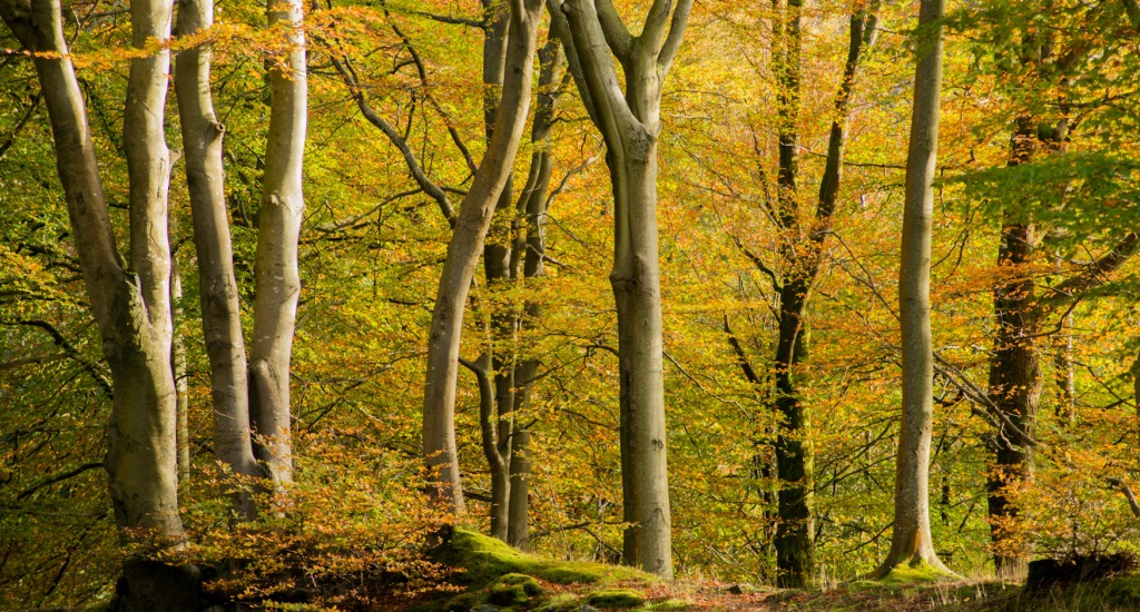 Penny Rock woods near Grasmere in Autumn