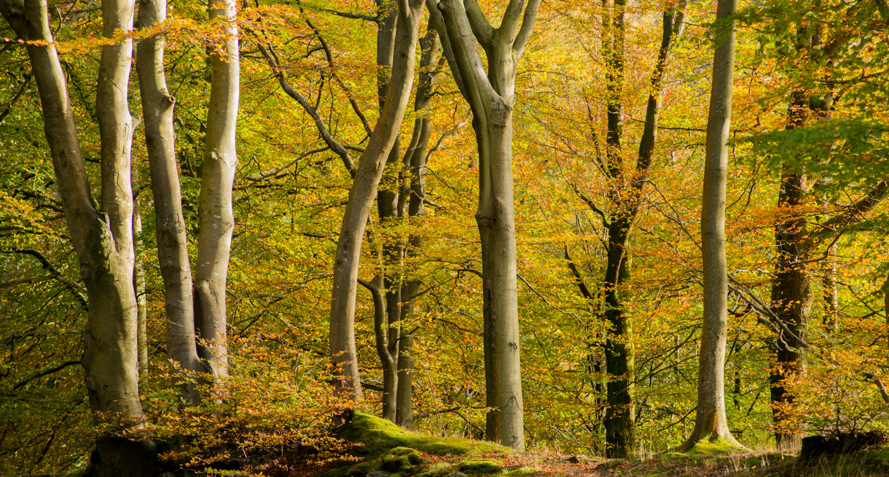Penny Rock woods near Grasmere in Autumn