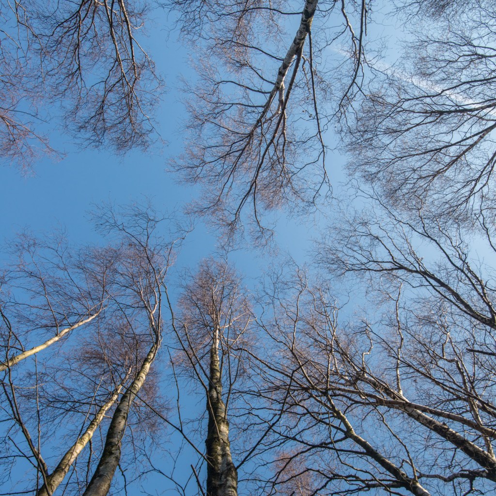 Looking up into birch trees Birk Fell