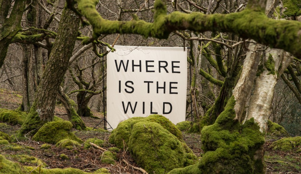 Canvas in the woods seen with a long lens