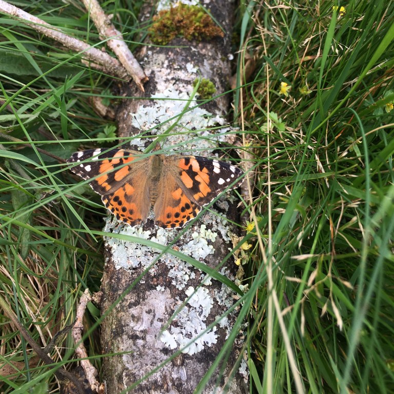 Painted Lady butterfly, Wasdale