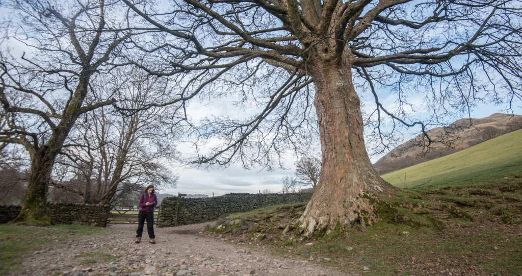 Sycamore on the path at the base of Hallin Fell