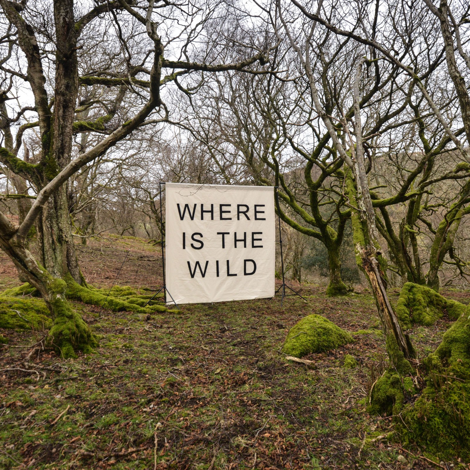 Canvas in the woods square