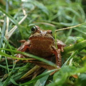 Being watched by a one-eyed frog