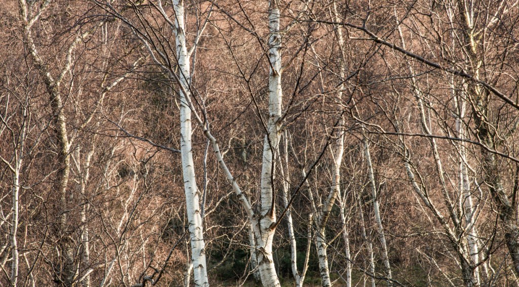 Birch woods on the shore of Ullswater below Place Fell
