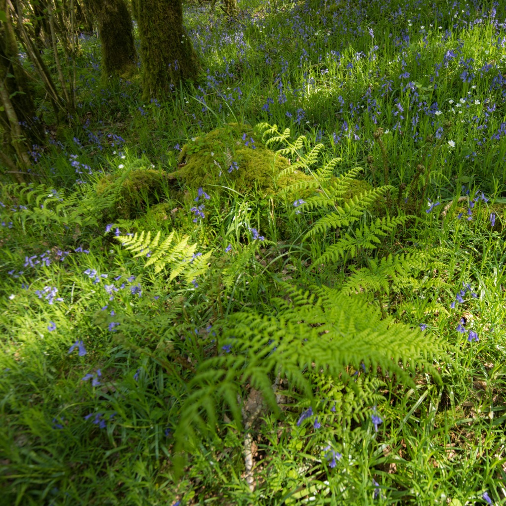 Woodland fern with a carpet of bluebells and field mouse-ear.