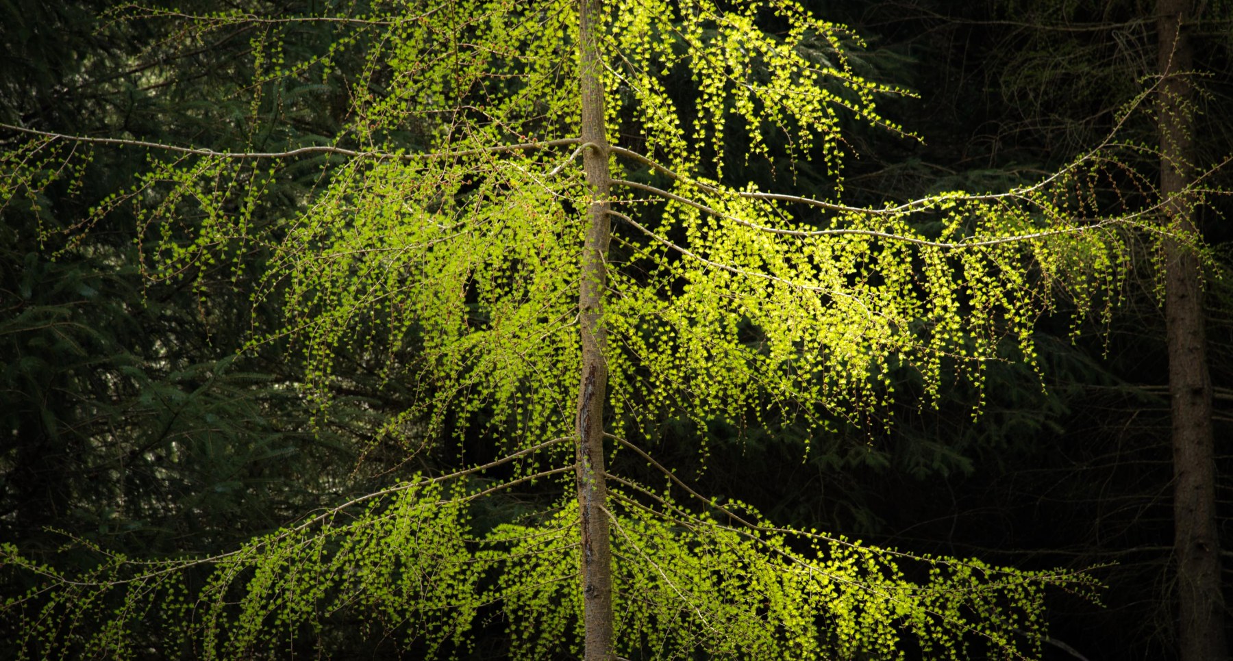 Larch in fresh leaf at the beginning of spring, Haweswater