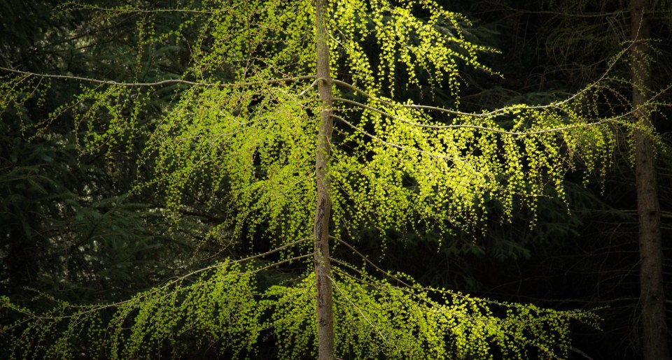 Larch in fresh leaf at the beginning of spring, Haweswater
