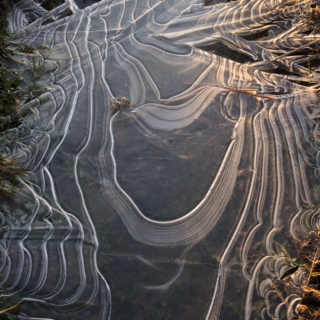 Ice-sculpted puddles on the trail