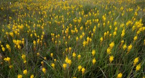 Bog Asphodel