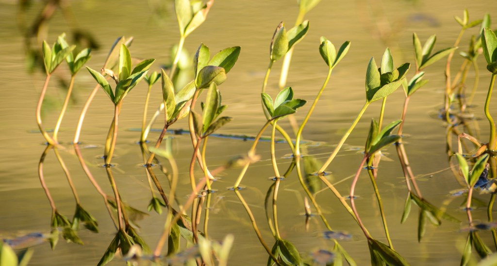 Bog beans on a small tarn near Seathwaite.