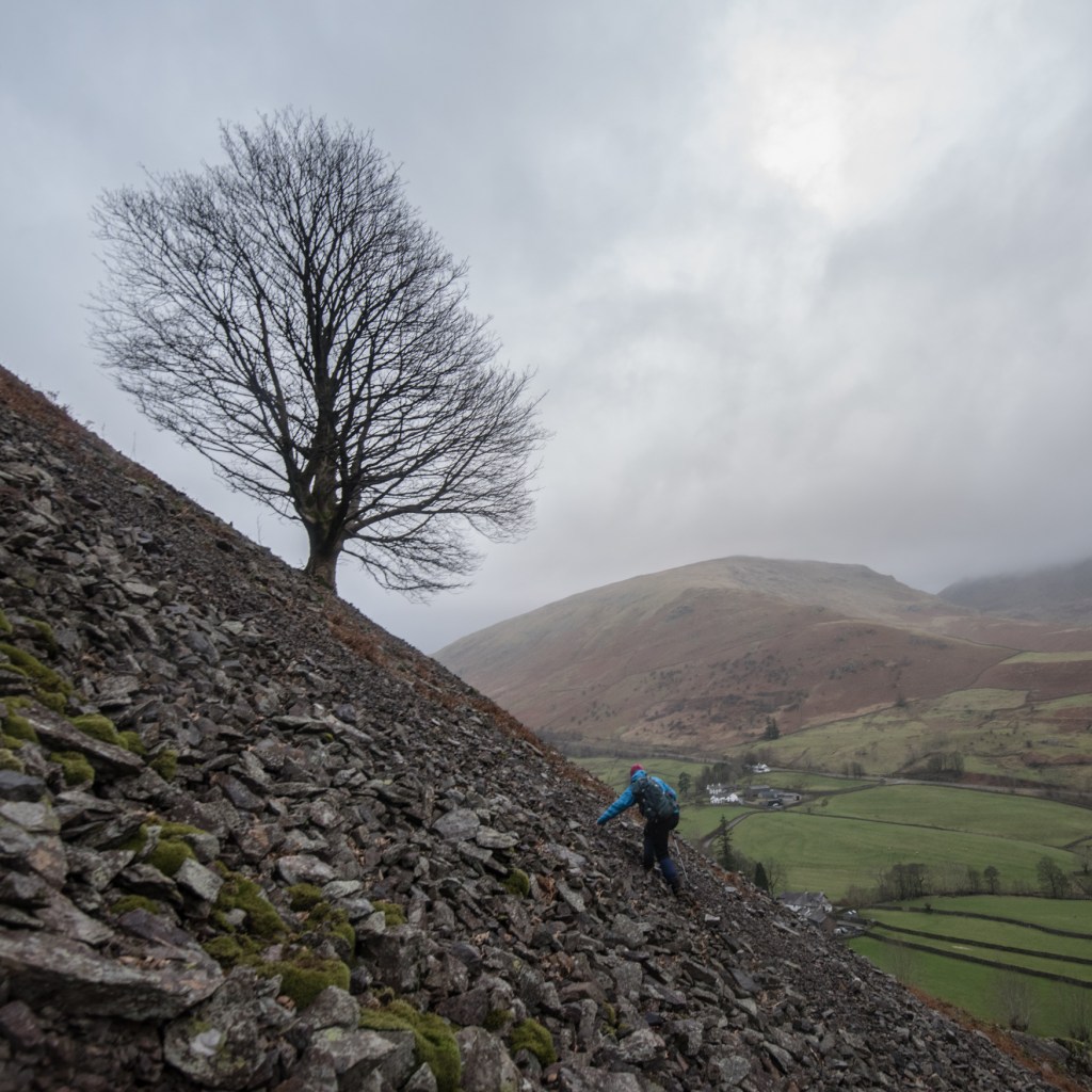 Carefully clambering up to the Under Helm Sycamore.