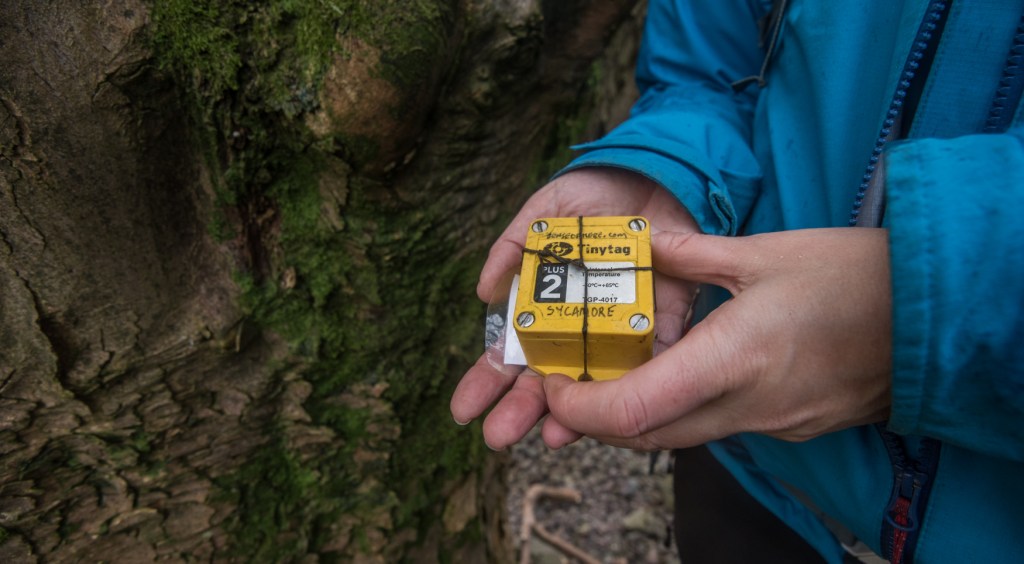 TinyTag retrieved from the Under Helm Sycamore.