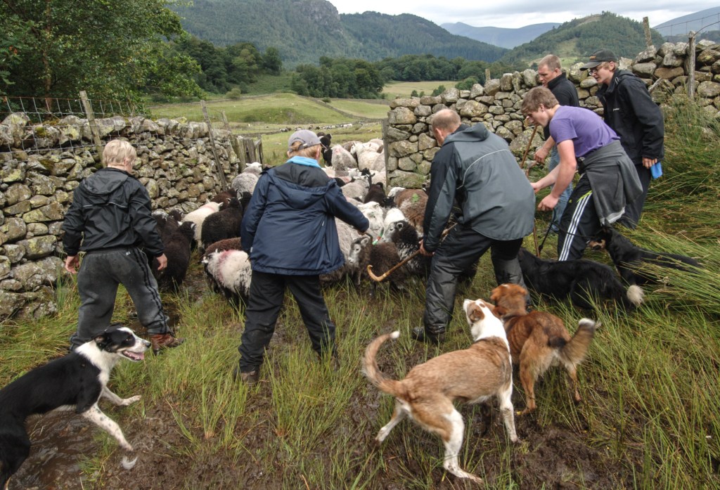 Bland family gathering herdwick ewes into Thirlemere Valley in 2013