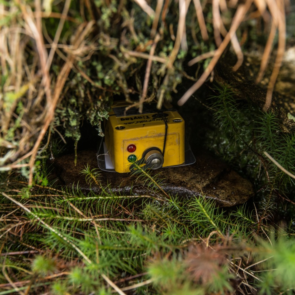 TinyTag East ticking away every 20 minutes for a whole year