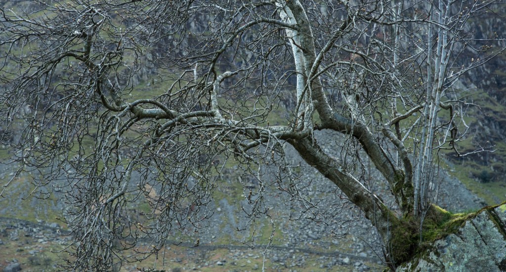 A tree that we know very well, the Kentmere Rowan, one of seven trees that was part of our project The Long View