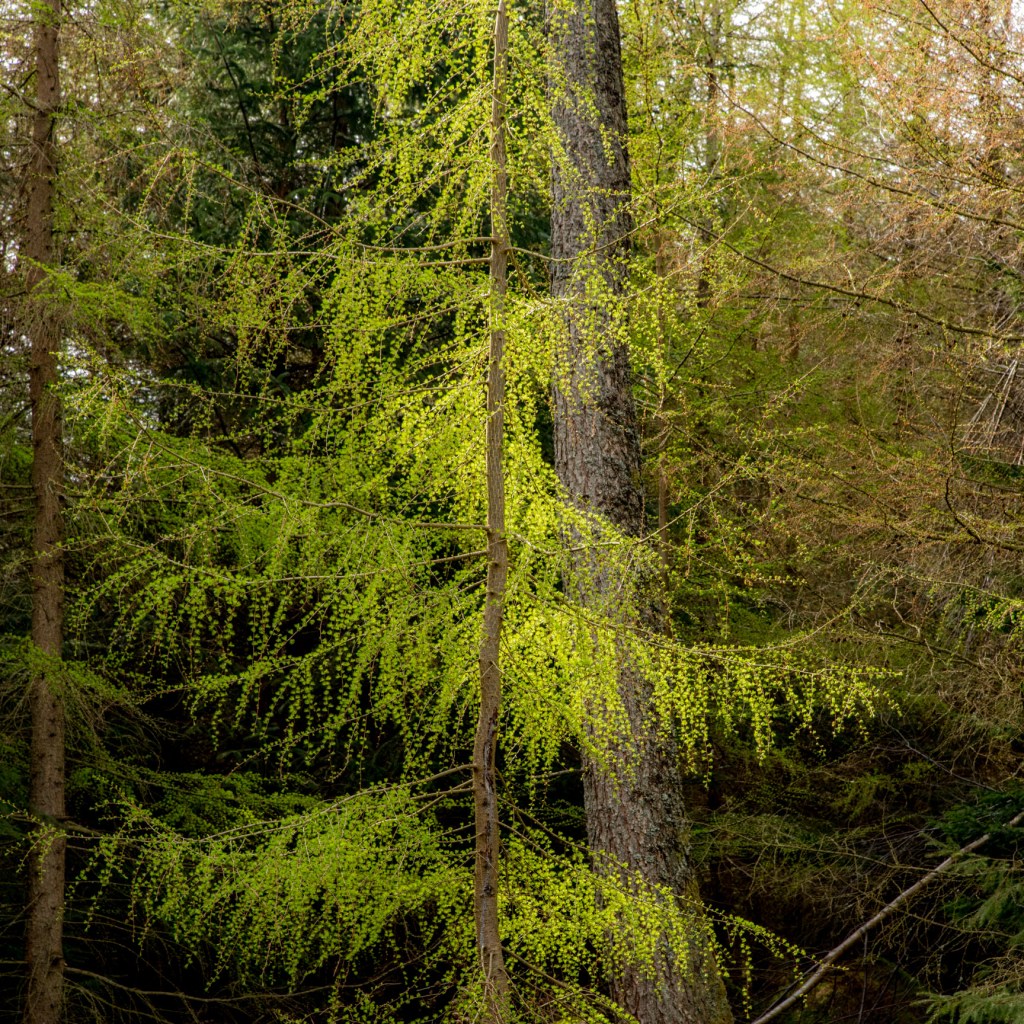 Spring larch at Whinlatter Forest